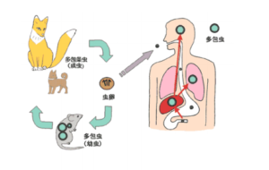 エキノコックス症発生について